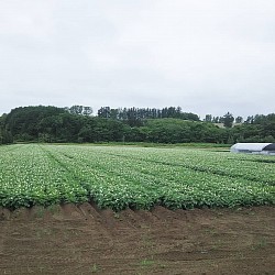 じゃがいも畑