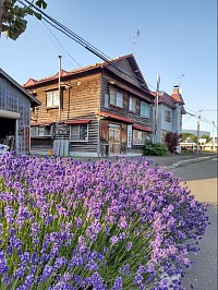 ラベンダー 富良野