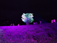 日の出公園 ライトアップ
