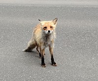 富良野 キタキツネ