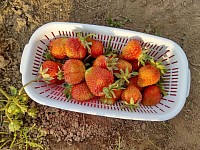 いちご狩り 富良野
