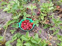 いちご狩り 富良野