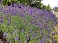 富良野 ラベンダー