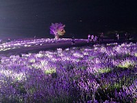 日の出公園 ラベンダー
