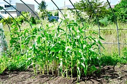 富良野 野菜