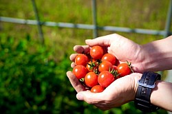 野菜狩り 富良野