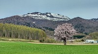 富良野御料の1本桜