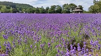 ラベンダー 富良野
