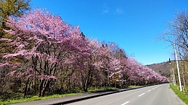 麓郷街道桜並木
